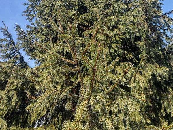 Tree Trimming Cedar Park: Safety, Beauty, and Longevity Combined